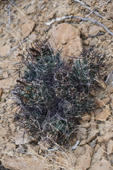 Coryphantha macromeris macromeris