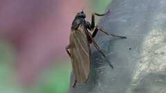 Phorinae
