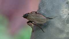 Phorinae