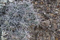 Grusonia aggeria