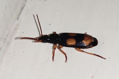 Macrocheilus