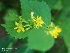 Triumfetta rhomboidea