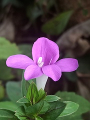 Barleria cristata