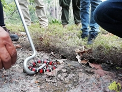 Lampropeltis polyzona