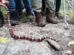 Lampropeltis polyzona