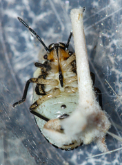 Moromorpha tetra