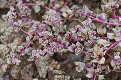 Tidestromia carnosa