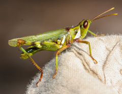 Bootettix argentatus