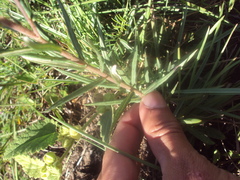 Lessingianthus plantaginodes
