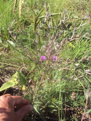 Lessingianthus plantaginodes
