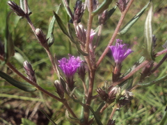 Lessingianthus plantaginodes