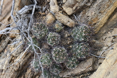 Coryphantha macromeris macromeris
