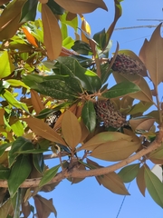 Magnolia
