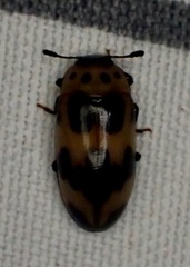 Ischyrus quadripunctatus