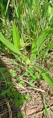 Plantago