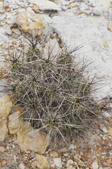 Echinocereus enneacanthus enneacanthus