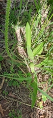 Plantago