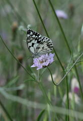 Melanargia lachesis