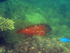 Epinephelus retouti