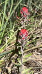 Castilleja arvensis pastorei