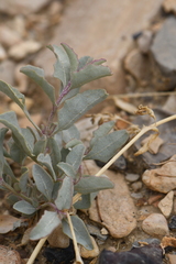 Atriplex
