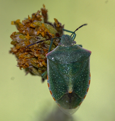 Thyanta custator accerra