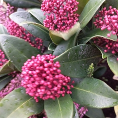 Skimmia