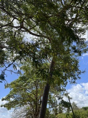 Machaerium hirtum