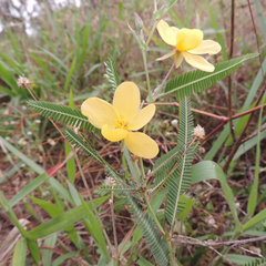 Chamaecrista flexuosa