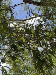 Machaerium hirtum