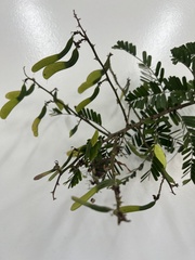 Machaerium hirtum