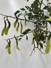 Machaerium hirtum