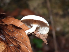 Hygrophorus eburneus