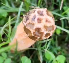 Lysurus periphragmoides