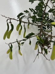Machaerium hirtum