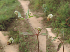 Alternanthera