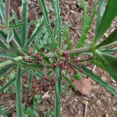 Cyphostemma schlechteri