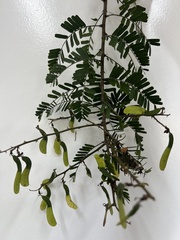 Machaerium hirtum