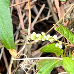Toxomerus floralis