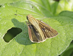 Pelopidas mathias