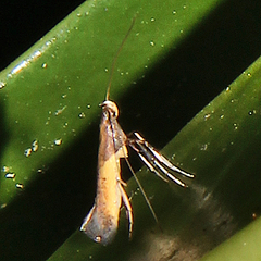 Caloptilia azaleella