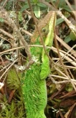 Anolis heterodermus