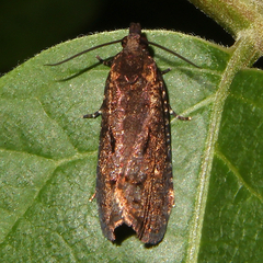 Cryptaspasma querula