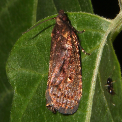 Cryptaspasma querula