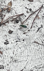 Agapostemon splendens