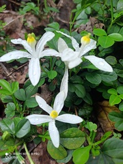 Leucocrinum montanum