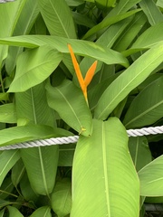 Heliconia psittacorum