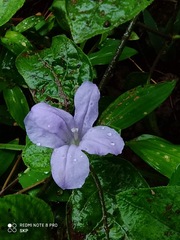 Ruellia prostrata