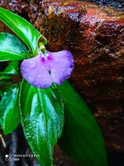 Impatiens minor