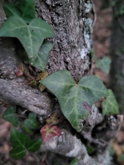 Hedera helix